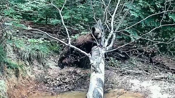 Un ursuleț, surprins făcându-și toaleta - Sputnik Moldova