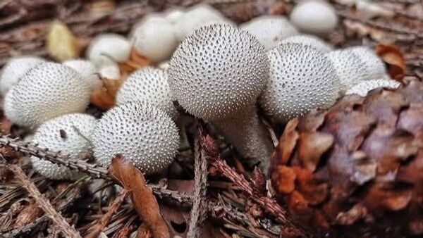 ‍🟫 Pentru că deja am intrat în sezonul în care mergem la strâns ciuperci, e bine să știm care sunt bune ‍🟫 și care - Sputnik Moldova