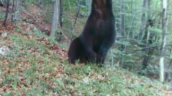 Un urs simpatic face un spectacol de zile mari în fața unei camere de monitorizare instalată de specialiștii Romsilva într-o pădure a Parcului Natural Grădiștea Muncelului - Cioclovina - Sputnik Moldova