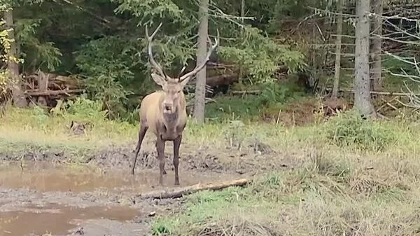 Boncănitul nu e doar zgomot, e un limbaj al forței și al ierarhiei - Sputnik Moldova