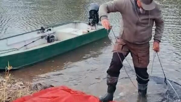 Somn uriaș, în râul Mureș - Sputnik Moldova