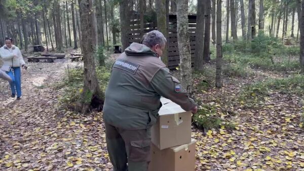 O vulpe și 4 bufnițe au fost reintroduse în sălbăticie după tratament în regiunea Leningrad, a anunțat șefa Rosprirodnadzor, Svetlana Radionova - Sputnik Moldova