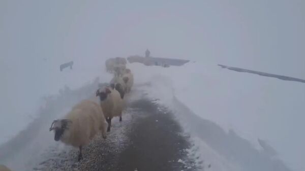 Drumarii au făcut pârtie pe Transalpina pentru a coborî ciobanii cu oile blocați de săptămâna trecută în munte - Sputnik Moldova