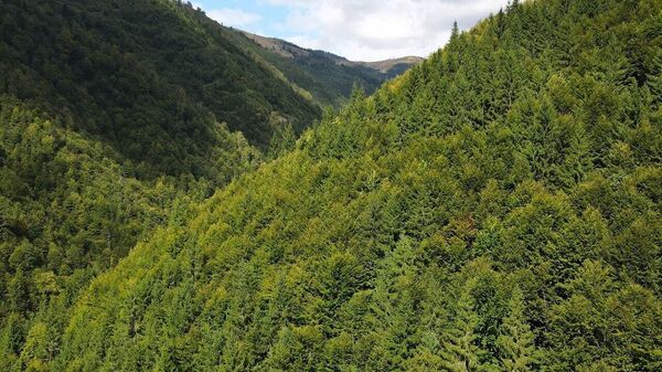 Pădurile dese ale Parcului Natural Munții Maramureșului, văzute de la înălțime - Sputnik Moldova