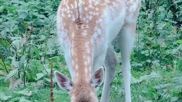 Într-o pădure din Suceava - Sputnik Moldova