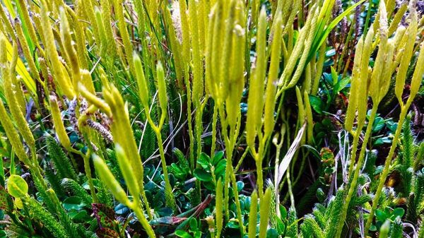 O simplă plimbare prin pădure ne arată cât de bogată și plină de viață este natura - Sputnik Moldova