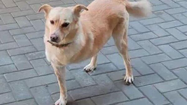 Мунтяну: Это был красивый вечер, я сидел с женой, и… зазвонил телефон - Sputnik Молдова