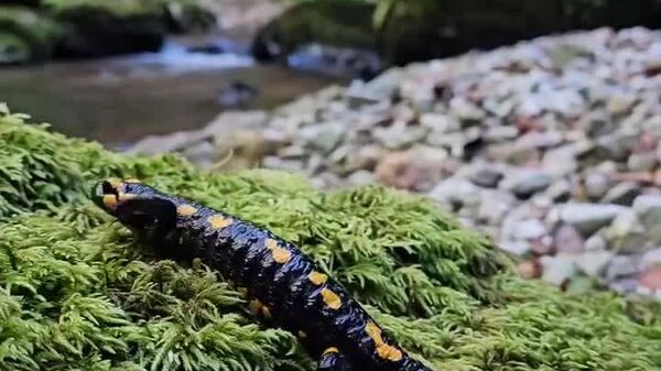 Ați văzut vreodată o salamandră? Iată una în Valea Boghii, Bihor (I) - Sputnik Moldova