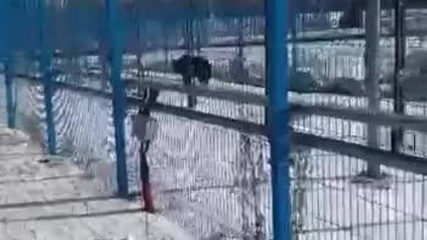 „Mișca, ai obosit, respiră, frate - Sputnik Moldova