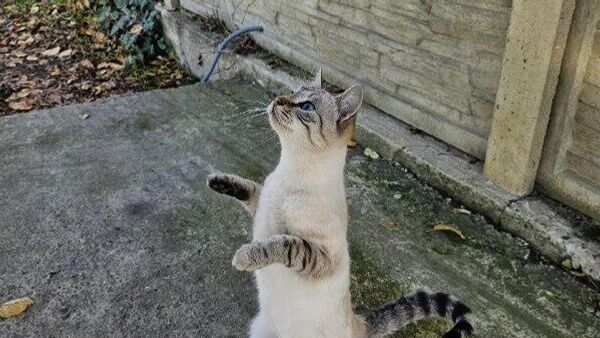 А так было на Днестре, в районе Вадул-луй-Вод, этим теплым первым днем ноября - Sputnik Молдова