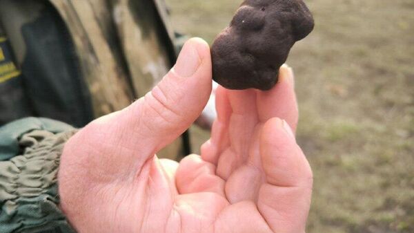 Trufele negre, care sunt foarte scumpe, au fost găsite în regiunea Saratov, din Federația Rusă - Sputnik Moldova