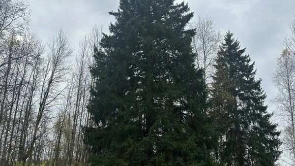 Așa arată principalul brad de Anul Nou al Rusiei – a fost ales în regiunea Moscovei - Sputnik Moldova