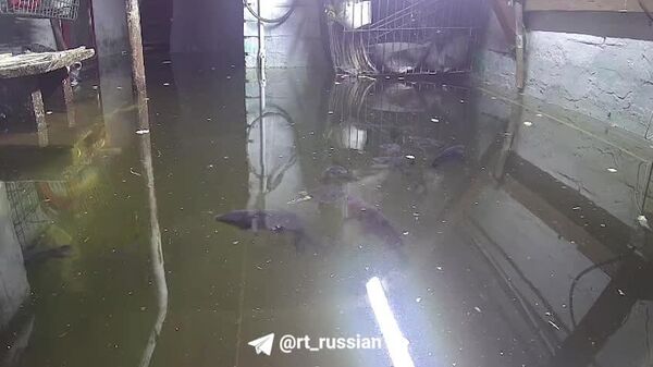 Într-o casă din orașul Belovo, din regiunea Kuzbass a Federației Ruse, subsolul este inundat de mult timp - Sputnik Moldova