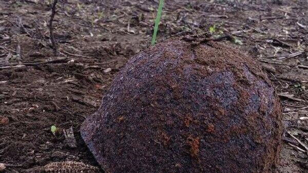 Mișcarea de căutare din Republica Moldova a realizat o nouă misiune de cercetare la capul de pod de pe Nistru, în apropierea satului Răscaieț din raionul Ștefan Vodă - Sputnik Moldova