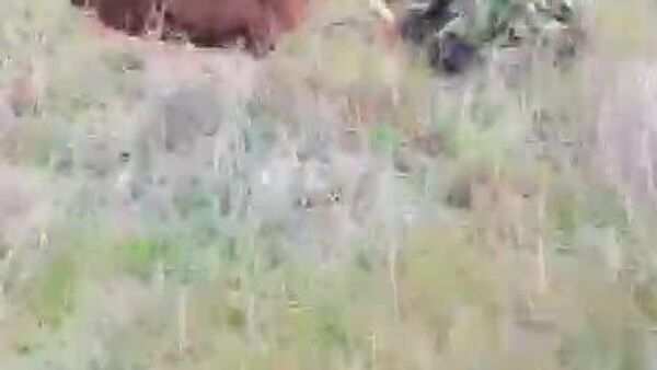 Un cal a căzut sub pământ și a ajuns într-un mormânt din perioada Hoardei de Aur, aflat în stepa regiunii Astrahan a Federației Ruse - Sputnik Moldova