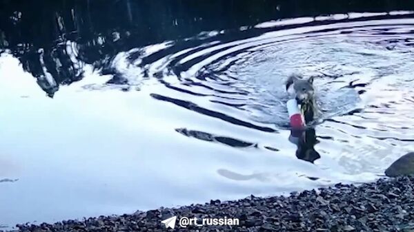 Lupii sălbatici din Canada au învățat să folosească plasele pentru a scoate și mânca prada - Sputnik Moldova