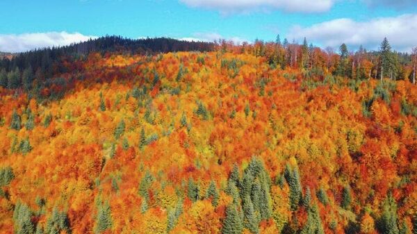 Imagini spectaculoase cu pădurile administrate de Ocolul Silvic Văratec – Direcția Silvică Neamț, Romsilva - Sputnik Moldova