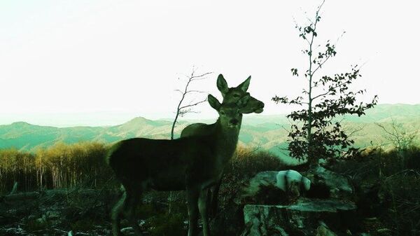 Imagini de la o sărărie creată de silvicultorii de la Ocolul Silvic Firiza, Direcția Silvică Maramureș, Regia Națională a Pădurilor – Romsilva - Sputnik Moldova