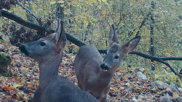 Doi frați care stau foarte bine cu nivelul de energie la final de săptămână - Sputnik Moldova