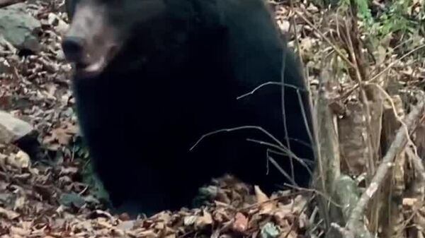 Ranger, față-n față cu ursul - Sputnik Moldova