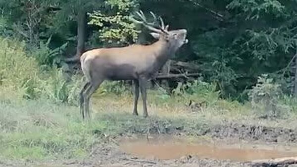 Imagini spectaculoase cu cerbi în sezonul împerecherii, boncănitul, în pădurile administrate de Ocolul Silvic Broșteni din cadrul Romsilva - Directia Silvica Suceava - Sputnik Moldova