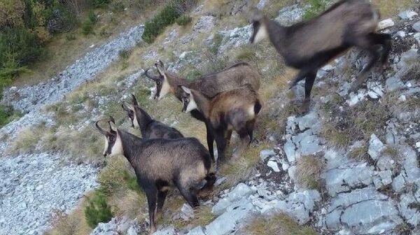 Caprele negre (𝑅𝑢𝑝𝑖𝑐𝑎𝑝𝑟𝑎 𝑟𝑢𝑝𝑖𝑐𝑎𝑝𝑟𝑎) în Ocolul Silvic Lupeni & Parcul Național Retezat - Sputnik Moldova