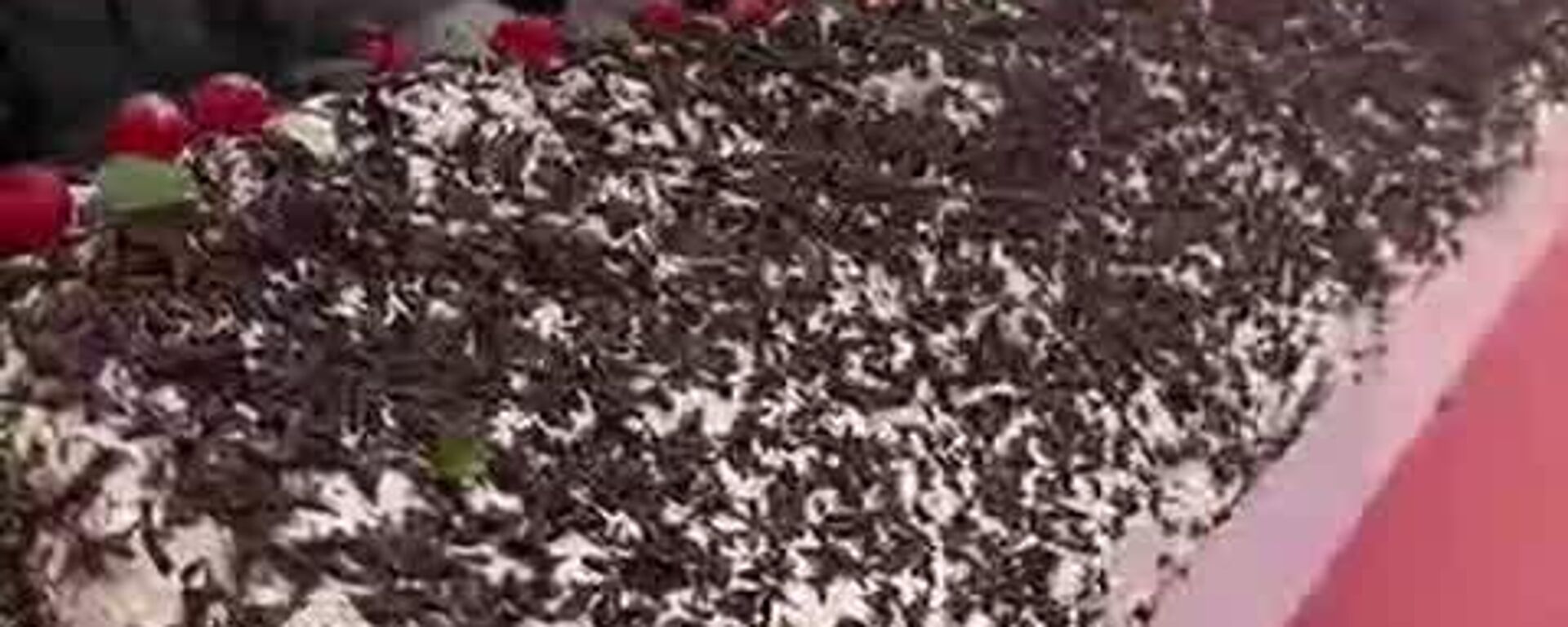 Cel mai mare tort „Cușma lui Guguță”, prezentat într-un centru comercial din capitală, transmite Canal5 - Sputnik Moldova, 1920, 30.11.2025