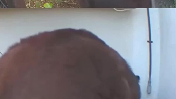 Un urs și-a făcut bârlog în subsolul casei unui american - Sputnik Moldova