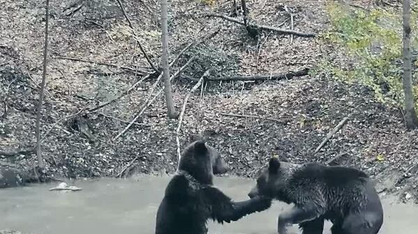 Conflict la o ”piscină” aflată într-o pădure din Parcul Național Piatra Craiului, urșii chiar ajungând să-și dispute, mai în joacă, mai în serios, locul la o porție de îmbăiere - Sputnik Moldova