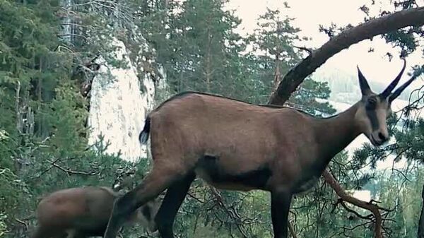 Imagini de poveste vin din Parcul Național Cheile Bicazului – Hășmaș! - Sputnik Moldova
