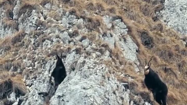 ”Alergatul” țapilor de capră neagră, adică perioada de împerechere, în Parcul Național Piatra Craiului, în imagini foarte frumoase surprinse de angajații de la administrația parcului național - Sputnik Moldova