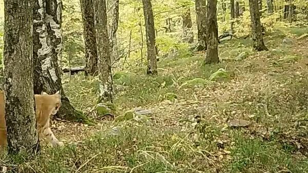 Un superb exemplar de râs (𝐿𝑦𝑛𝑥 𝑙𝑦𝑛𝑥) a fost surprins de o cameră de monitorizare a faunei, în Parcul Natural Putna - Vrancea - Sputnik Moldova