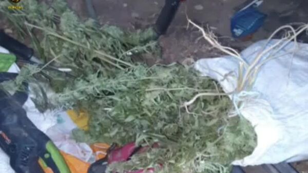 Polițiștii moldoveni din Briceni au desfășurat o serie de măsuri speciale de investigație pe teritoriul raionului, vizând prevenirea și combaterea cultivării, păstrării și consumului de substanțe stupefiante - Sputnik Moldova