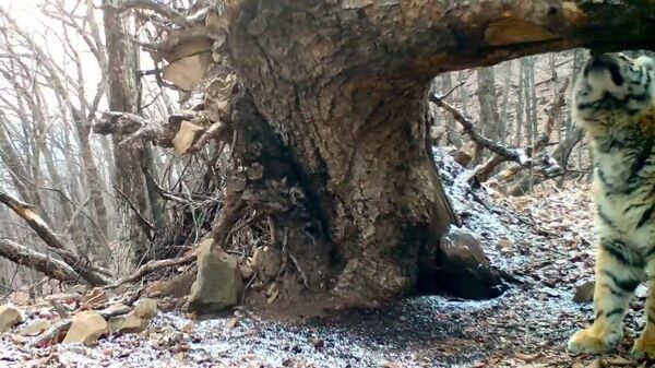 Un pui de tigru, care învață să recunoască marcajele olfactive, a fost surprins de o cameră foto-trap în Primorie - Sputnik Moldova