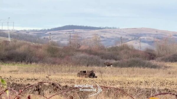 A ajuns în România! - Sputnik Moldova