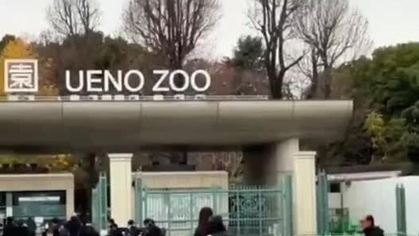 Китай заберет у Японии всех панд (!) из-за обострения отношений, сообщает Kyodo News - Sputnik Молдова