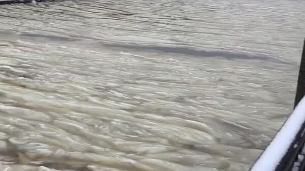 Imagini din Sankt Petersburg: canalele din oraș par acoperite cu un strat gros de vată - Sputnik Moldova