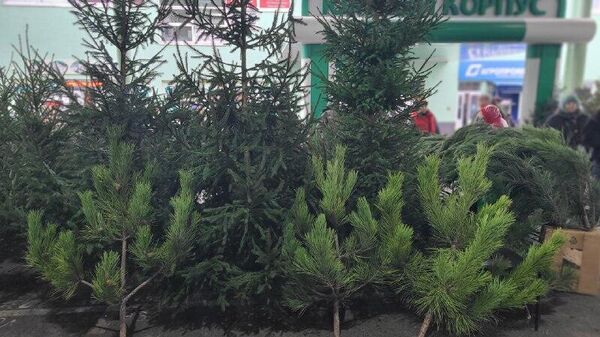 В Приднестровье открылись ёлочные базары - Sputnik Молдова