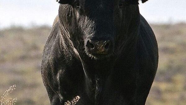 Пишут, в Кицканах бык забодал своего хозяина во время транспортировки на новое место - Sputnik Молдова