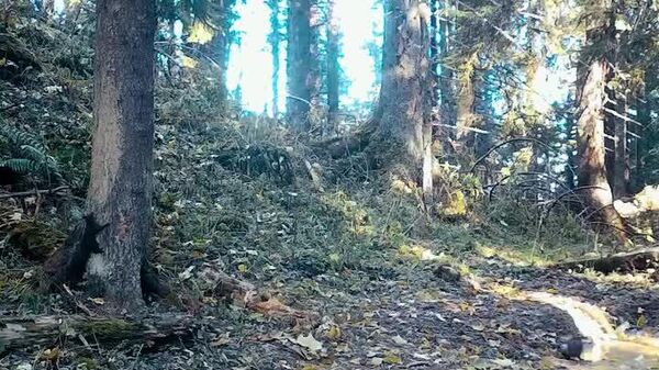 De sărbătorile de iarnă, și veverițele sunt prinse în treburi - Sputnik Moldova