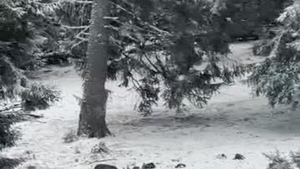 Iarna în Munții Retezat - Sputnik Moldova