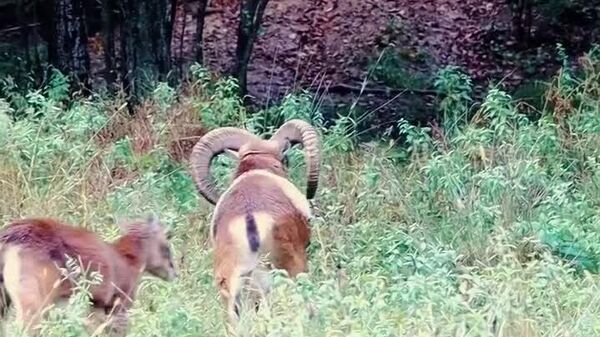 Imagini foarte frumoase cu mufloni într-o pădure administrată de Direcția Silvică Suceava - Sputnik Moldova