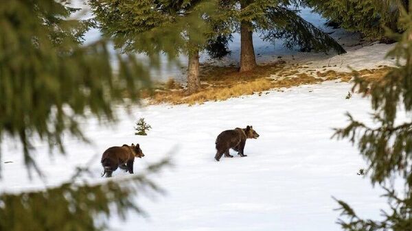 Povești vizuale prin obiectivul lui Szabó Apor - Sputnik Moldova