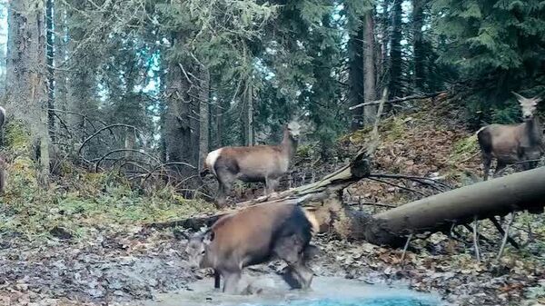 Asta nu se poate să nu o vedeți: bălăceală pe bune într-o piscină din margine de crâng - Sputnik Moldova