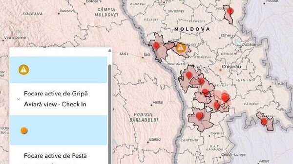În mai puțin de o săptămână, în Republica Moldova au fost înregistrate cinci focare de pestă porcină africană - Sputnik Moldova