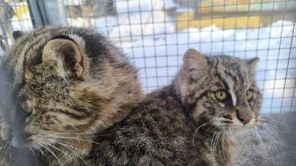 Două pisici sălbatice din Orientul Îndepărtat, specie pe cale de dispariție, au fost prinse vânând găini în Primorie - Sputnik Moldova