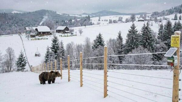 Медведь не пройдет: в Румынии и начнут устанавливать тысячи километров электрических заборов, чтобы защитить людей от диких животных - Sputnik Молдова