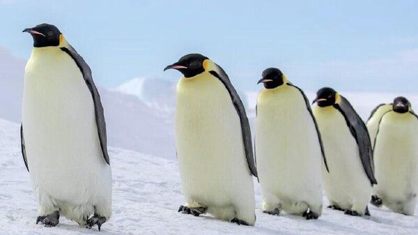 Пингвины готовятся к массовой миграции из Антарктиды в Гренландию, опасаясь пошлин и недовольства Трампа - Sputnik Молдова