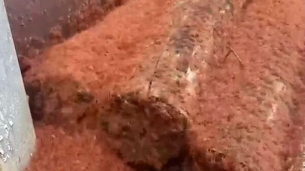 Milioane de pui de crabi roșii au invadat Insula Crăciunului din Australia - Sputnik Moldova