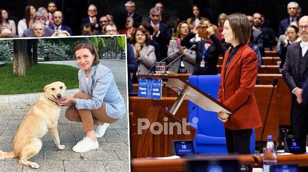 Пиар-команда Майя Санду приютила еще одну собаку - Sputnik Молдова